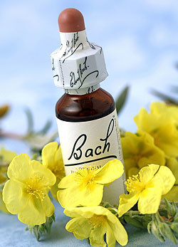 Bach-virágterápia2